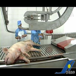 家禽產品配件 提升家禽養殖與加工效率的關鍵