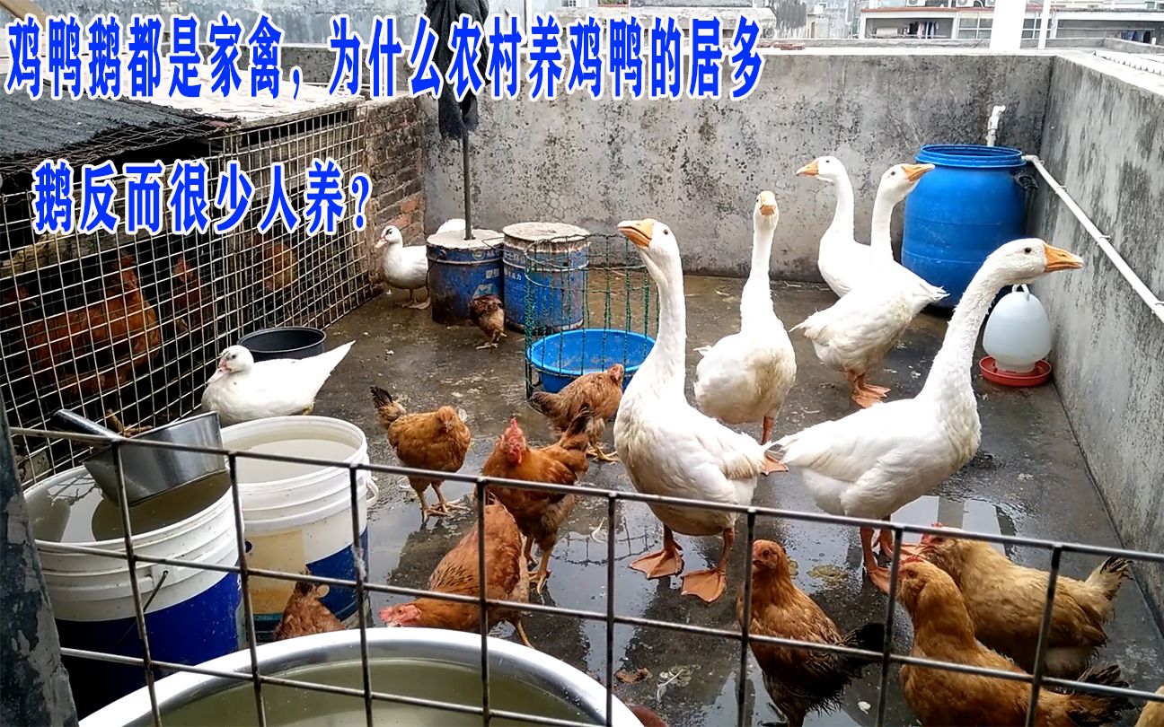 雞鴨鵝同為家禽，為何農村養雞鴨多而養鵝少？