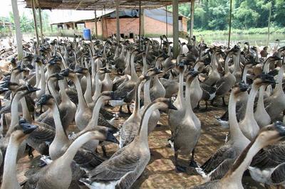 江門特產不止有陳皮，還有豐富的家畜養殖產業