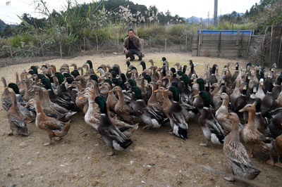 廣西環江 香鴨養殖拓寬增收路，家畜產業助力鄉村振興