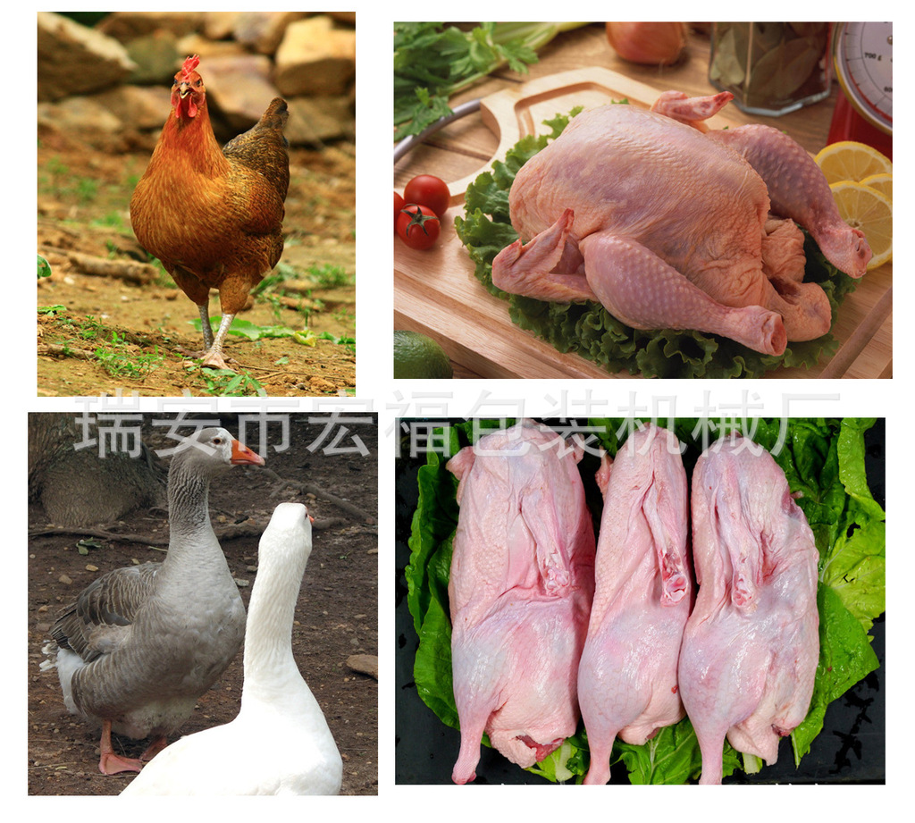 沿河生態雞屠宰生產線正式投入使用，助力家禽產業升級