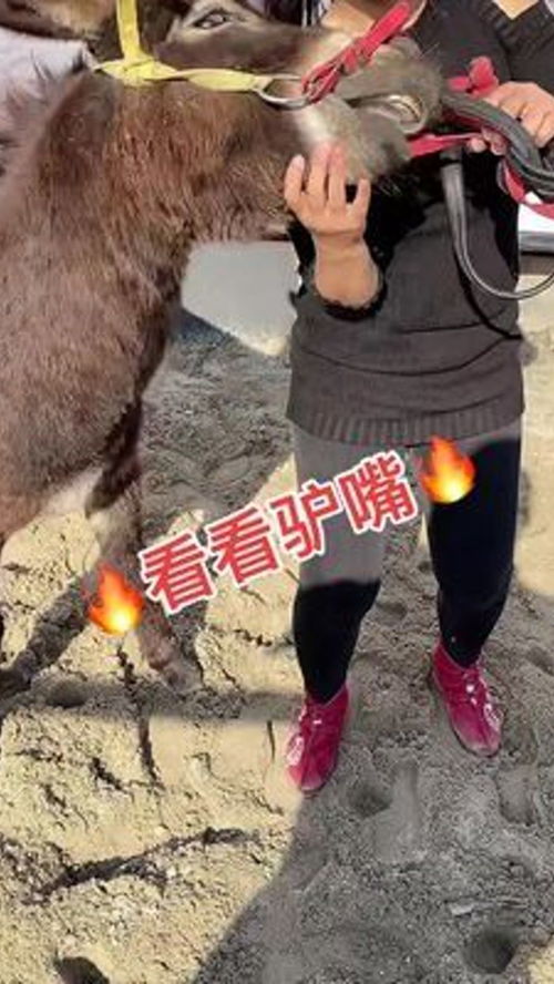 動物隨手拍 農村家畜養殖的別樣風情