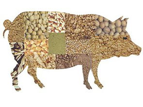 家畜養殖升溫，飼料檢測勢在必行