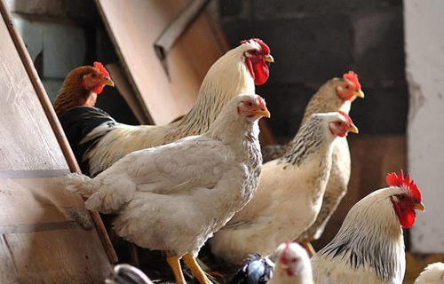 高溫來襲！最全面的雞場防暑降溫寶典，讓家禽安然度夏