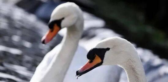 天鵝哀悼同伴致列車延誤 忠誠之翼下的思考