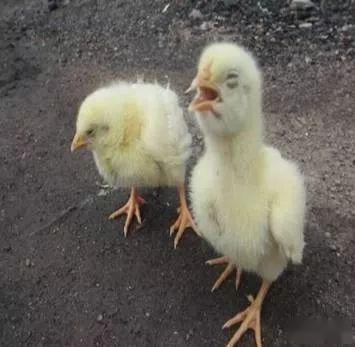 家禽支氣管堵塞的防治策略 科學管理是關鍵