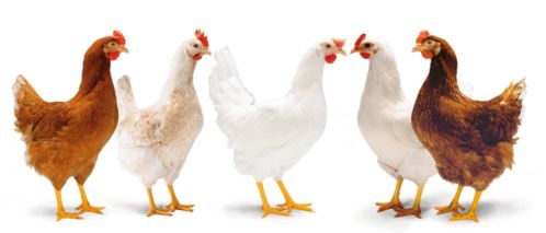 家禽啄羽行為探析 成因、影響與綜合防控策略